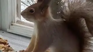 Любопытная Завтракает 🥰🤗🌰 #squirrel #reels #comedy #youtubeshorts #shortvideo #shorts #rek #funny 