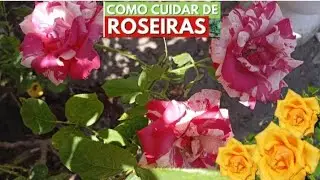 Plantas de Sol pleno,COMO CUIDAR DE ROSEIRAS! como combater fungos,SUBSTRATO, ADUBA&Ccedil;&Atilde;O,podas