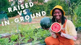 MELONS RAISED BEDS VS IN-GROUND