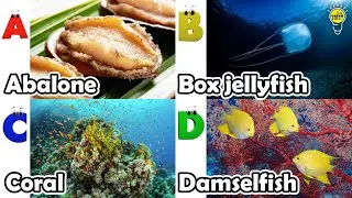 ABC phonics animals | ABC Sea Animals song | English and Animals for Kids | Alphabets Kids Song