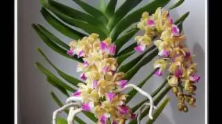 Aerides houlletiana Rchb.f 1872