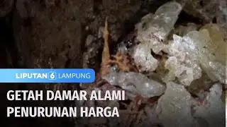 Getah Damar Alami Penurunan Harga | Liputan 6 Lampung