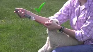 How to Tube Feed Lambs and Kids