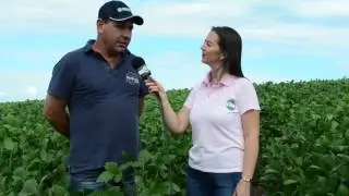 LibertyLink uma nova alternativa para problemas com plantas daninhas resistentes