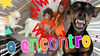 GATOS E CACHORROS o encontro!