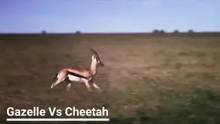 Cheetah vs Gazelle Cheetah fail to hunt Gazelle | wild life animals | dictionary #bruteranimals