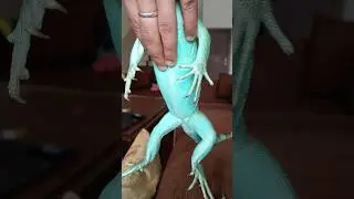 Blue iguana 🦎🦎#iguana #shorts  @swipeup.official  Swipe up