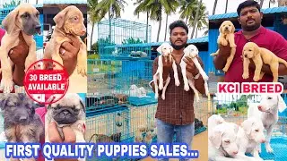 First Quality All Breed Puppy Sales | Dog Sales- Transport Available- Low Price- Attur Pet Farm vlog