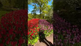 Beautiful flowers, Netherlands  #travel #europe #europetravel #explore #citytour #architecture