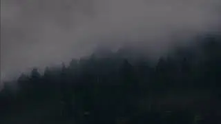 Fall Asleep In 5 MINUTES | Rain & Trees 🌲 1 Hour