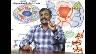 BRAOU UG Botany 3rd Yr 5th Sem Молекулярная биология Организация генома у растений - Д-р Падала Т...