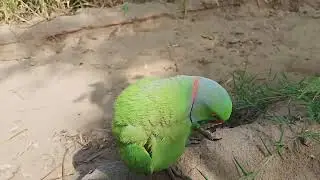 Make Your Own Parrot Enrichment Toys at Home