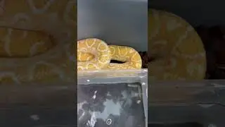 Some of the rarest Brazilian Rainbow Boas you will see!  #shorts #viral #follow #subscribe #youtube