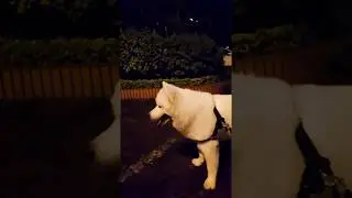 Funny 2018 cute dog doing in mid night and play with chicken toy 2