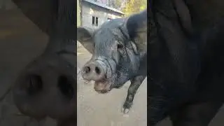 pig #viralvideo #nature #pig #farm