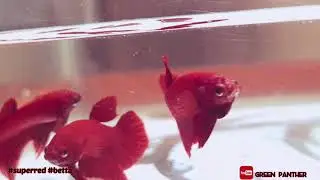 Super Red Betta Fish