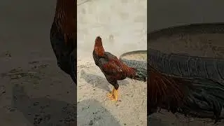 #chicken #oldaseel #hen #allpetloversaseel #rooster #aseelpair #chicks #birds #aseelshok #aseels