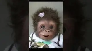 Caco macaco levado