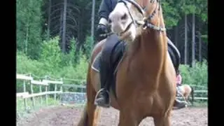 Pihlavan ratsastusriihi/Loimaan ratsutalli