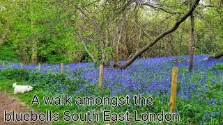 A walk amongst the bluebells in South East London  #nature #wildflower #bluebells