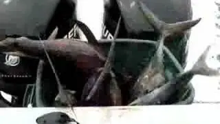 tuna death