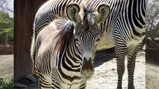 Extreme Adaptations: Animal Defenses