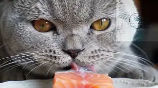 Chonky BSH Salmon Mukbang! ASMR British Shorthair Eating Raw Fish