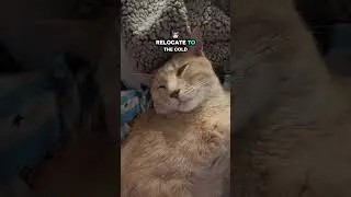 Rule number 1- DO NOT MOVE WHEN CAT IS IN YOUR LAP!! #cat #catvideos