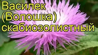 Василек скабиозолистный. Краткий обзор, описание характеристик centaurea scabiosifolia