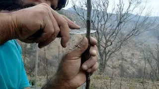 Noching apple plant नोचिंग करने का तरीका