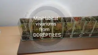 Tarantula sling Mantis slings enclosures