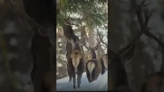 Surviving the Snow: Deers brave harsh winter conditions in search of scarce food.#deer #deerhunting