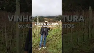 Vinho & Cultura - Sauvignon Blanc um vinho da linha Cl&aacute;ssicos Alto dos Ventos. Venha conhecer!🍷