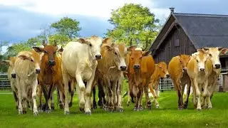 Rombongan Sapi Lembu Jinak Bekeliaran Dijalan || Sapi Joged, Cows, Suara Sapi, Sapi Makan Rumput