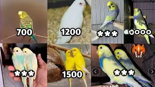 বাজরিগার পাখির দাম 2026 | পাখি পালন | Budgerigar Bird price In Bangladesh 2026 |