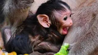 Adorable Wildlife 2026, Top Lovely Moments Of Newborn Baby Monkey With Old Mommy's Care