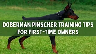 Doberman Pinscher Training Tips for First-Time Owners