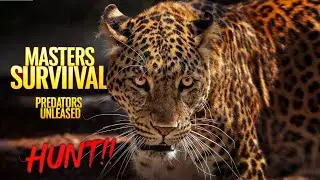 Predators of the Wild | Masters of Survival&ndash; Nature&rsquo;s Survival Experts