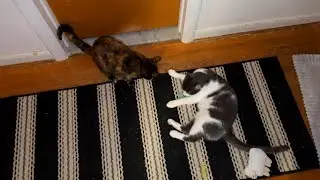 The Kittens Can't Wait for Spring