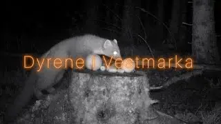 Vestmarka gjennom viltkamera - Episode 6