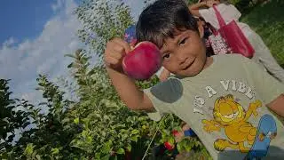 Apple picking last Autumn Season 2025
