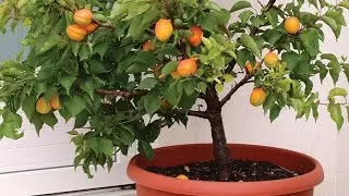 How To Grow Peach / Plum / Apricot In Pots And Grow Bags. Grow Apricot At Home