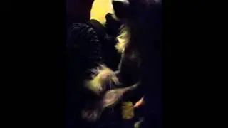 Funny dog talking, complaining to mom..