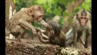 Dustin Monkey ,The Orphan Dustin Baby Monkey Playing Water