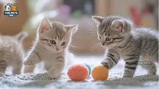 The Cutest Kitten Moments That Break the Internet 🐱✨