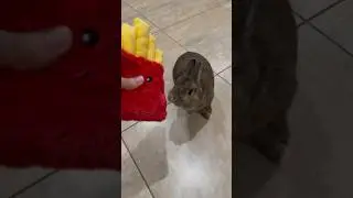 Rabbit Gets a Squeaky Dog Toy