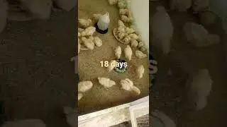 chicks growth
