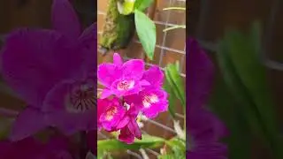 Cattleya hybrid Broughtonia negrilensis &times; Cattleytonia Starrlyn.