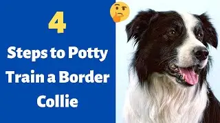 How to Potty train a Border Collie puppy? 4 Steps to Fully House train your Border Collie