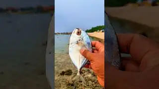 Found dead bandongfish on the beach #shorts #viralvideo #semarfish